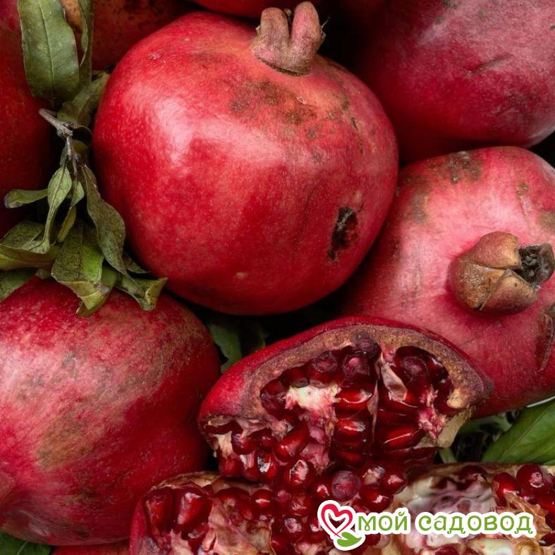 Гранат Восточный