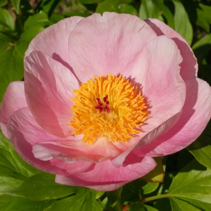 Пион Розэлетте