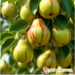 Груша Июльская